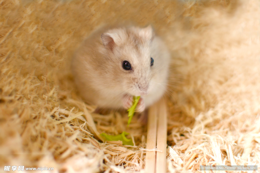 仓鼠食品-铲氏官