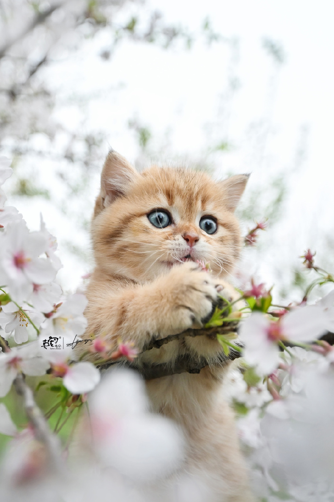 其它食品-铲氏官