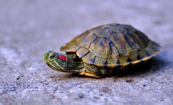 爬虫两栖-铲氏官