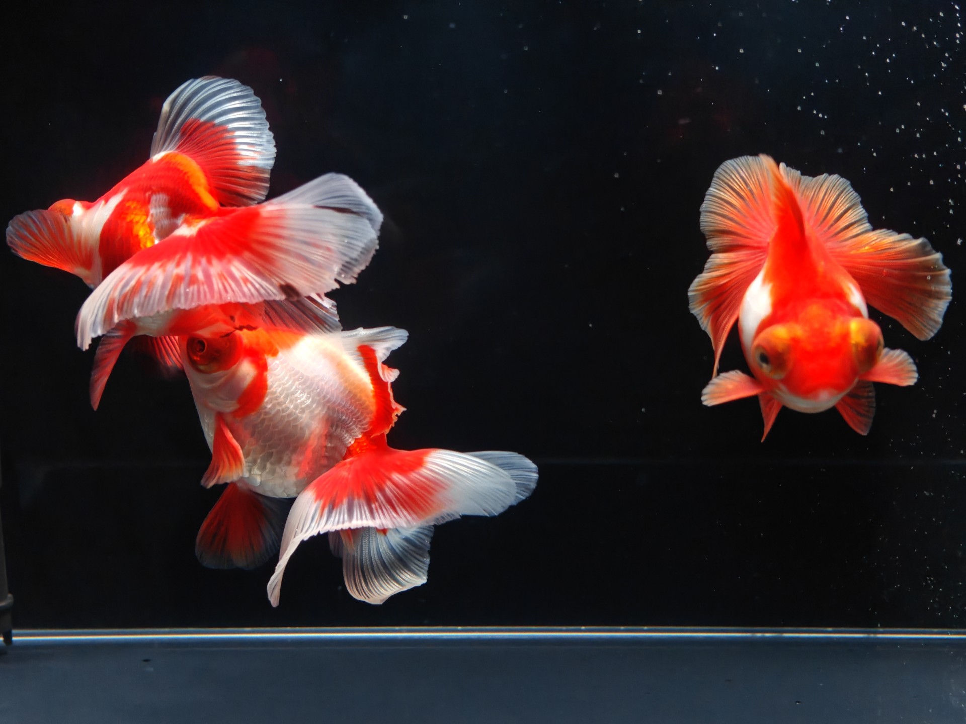 鱼类饲料-铲氏官