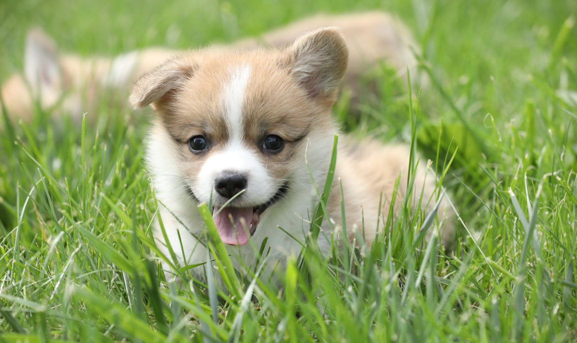 狗狗食品-铲氏官