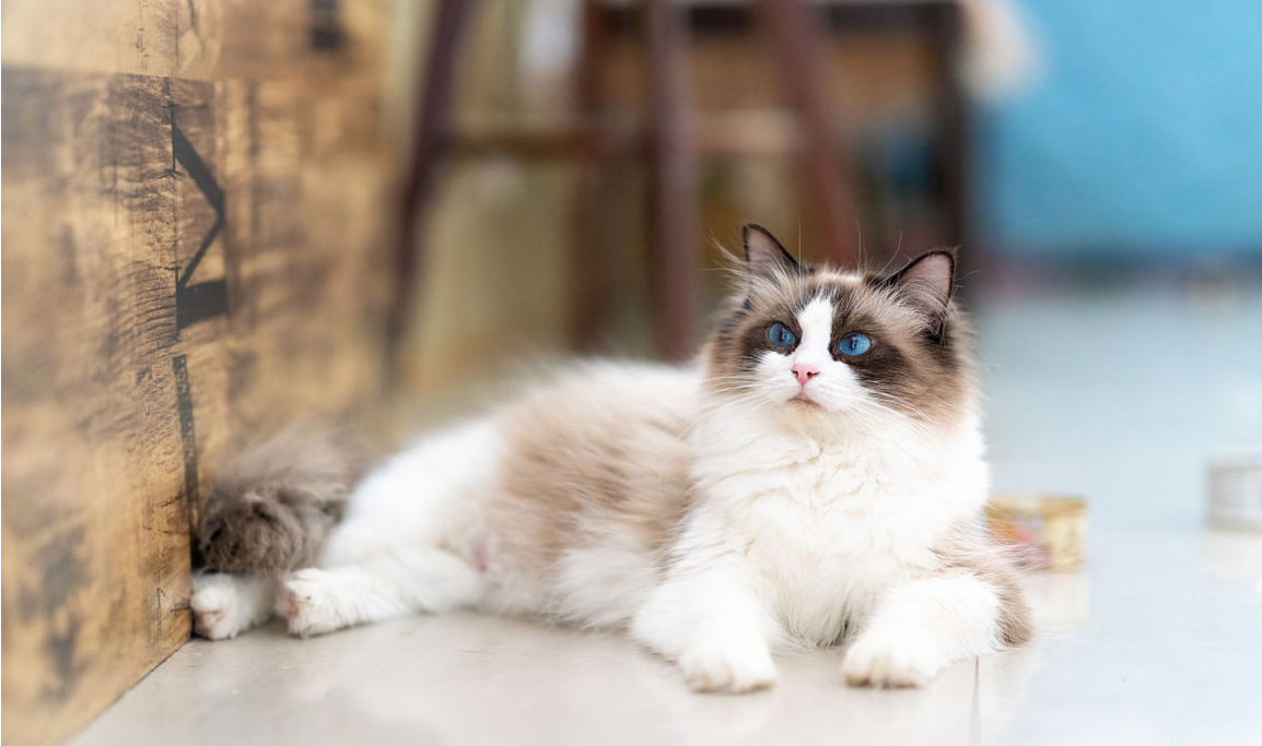 猫咪食品-铲氏官